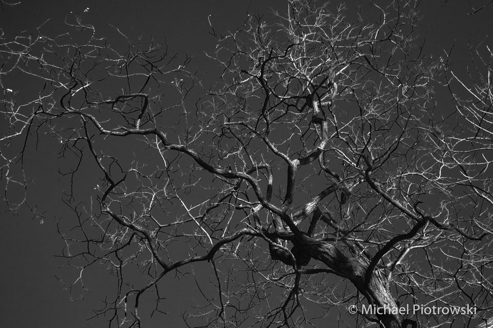 TwistyTree-3-bw.jpg