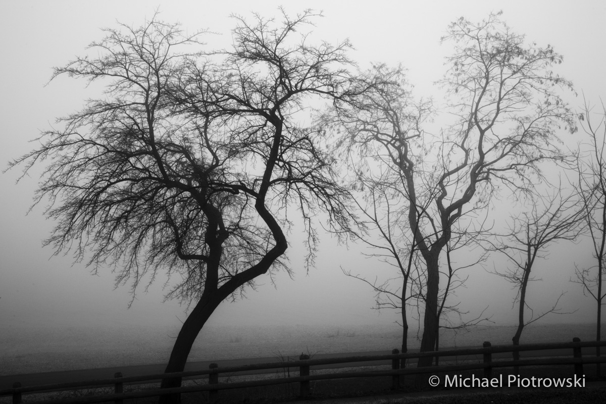 _MG_4165TreeFog-2bw.jpg